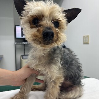 おだやかまったりヨーキーのニカちゃん