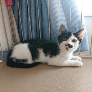 個性的な白黒の女の子♀