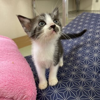 鼻のちょびヒゲがキュートな女の子