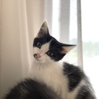 ハチワレとっても美猫さん、白黒女の子