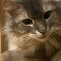 猫ちゃんの里親さんを探しています。