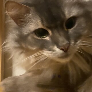 猫ちゃんの里親さんを探しています。