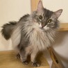 猫ちゃんの里親さんを探しています。 サムネイル2