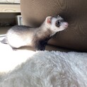 【里親募集！】1歳半フェレットおてんば女の子