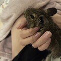 可愛らしいデグー♀ノーマルちゃん
