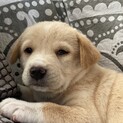 【お見合い決定】子犬、生後1ヶ月過ぎの男の子