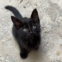 黒猫子猫里親募集！