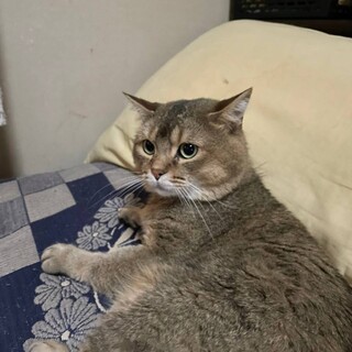 マンチカン男の子　飼育放棄レスキュー