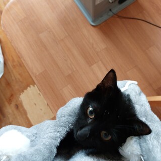 とても人懐こく、人間大好き可愛い男の子