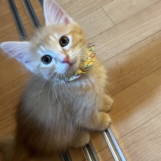 可愛い！ふわふわの長毛♡キャスくん