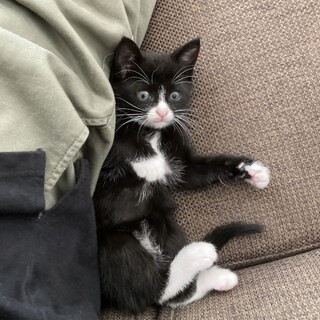 里親になっていただける方探しています。