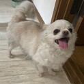 交渉中　人懐っこいチワワのマメちゃん