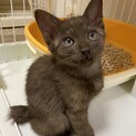 チャグレー色の美男子✨仔猫くんです❣️