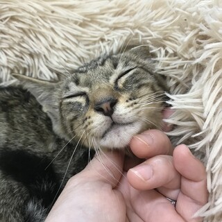 男前　キリっとしたハンサム猫ちゃんのカイくんお