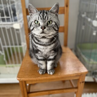 アメショーのゆうさく