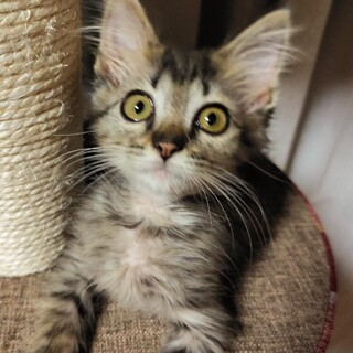 イケニャン茶・チョコレートトラ半長毛アスラン