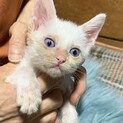 白猫の風ちゃん、ずっとのおうち募集中♫