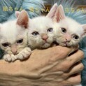 白猫ちゃん、里親さん募集中