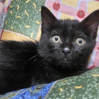 黒猫‼︎親猫が庭に置いて行ってしまいました！