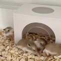 7/8生まれ４匹のロボロフスキーの赤ちゃん