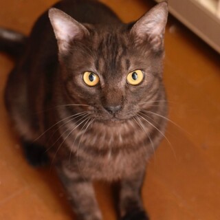 アシュトンくん！