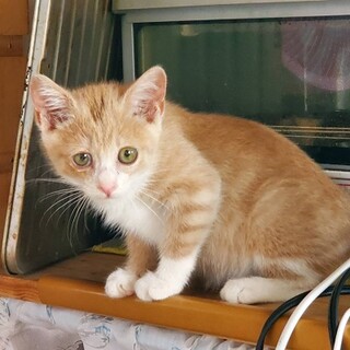 シャーくん　ワンコとも仲良しなミルクティーな男の子