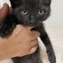 黒猫の仔猫４匹