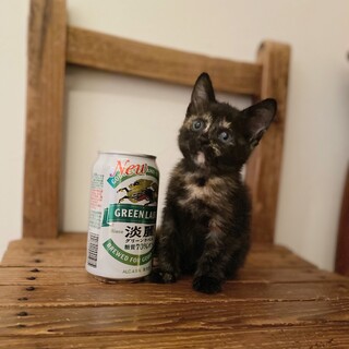 甘えん坊　むっちり体型の女の子