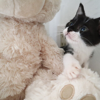 しゅっとした美猫