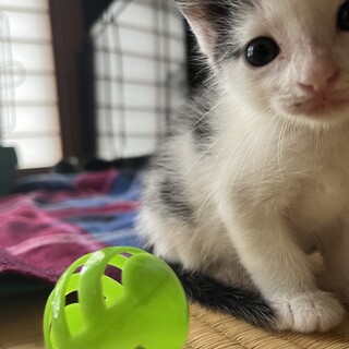 かわいいハチワレちゃん（一ヶ月）