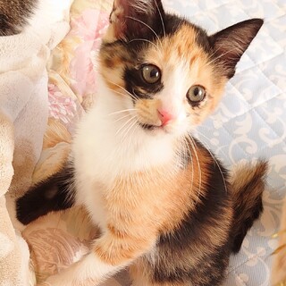 【7/18譲渡会参加】恥ずかしがりやのミッシー