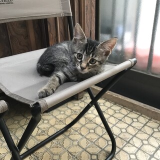 人慣れ抜群　仲良しキジトラ兄弟一緒に②