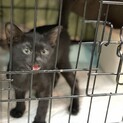 【二ヶ月♂】黒猫マーゴくん