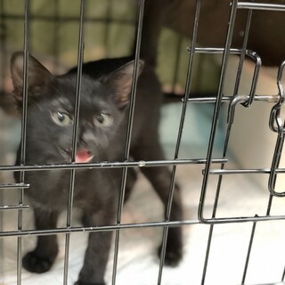 【二ヶ月♂】黒猫マーゴくん