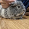 里親募集します！(7/13 現在商談中)