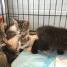 急募 多頭飼育 サムネイル2