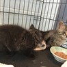 急募 多頭飼育 サムネイル3