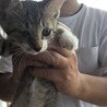 急募 多頭飼育 サムネイル4