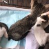 急募 多頭飼育 サムネイル5