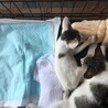 急募 多頭飼育 サムネイル6