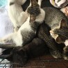 急募 多頭飼育 サムネイル7