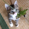 生後２ヶ月の子猫の里親募集 サムネイル4