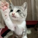お目目うるうるグレー子猫
