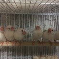 白文鳥里親お願いします。