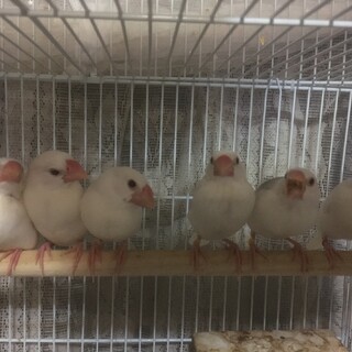 白文鳥里親お願いします。