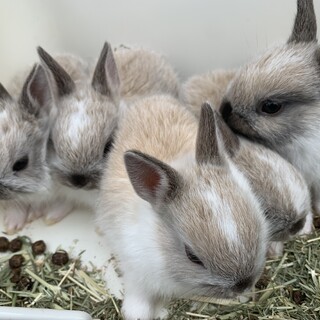 大切に可愛がって育ててくれる方