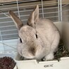 大切に可愛がって育ててくれる方 サムネイル2