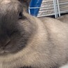 大切に可愛がって育ててくれる方 サムネイル4