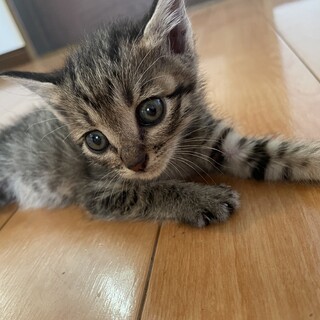 仲良しきょうだい猫の里親様募集