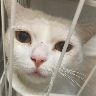 甘えたさんのマンチカン男の子です。